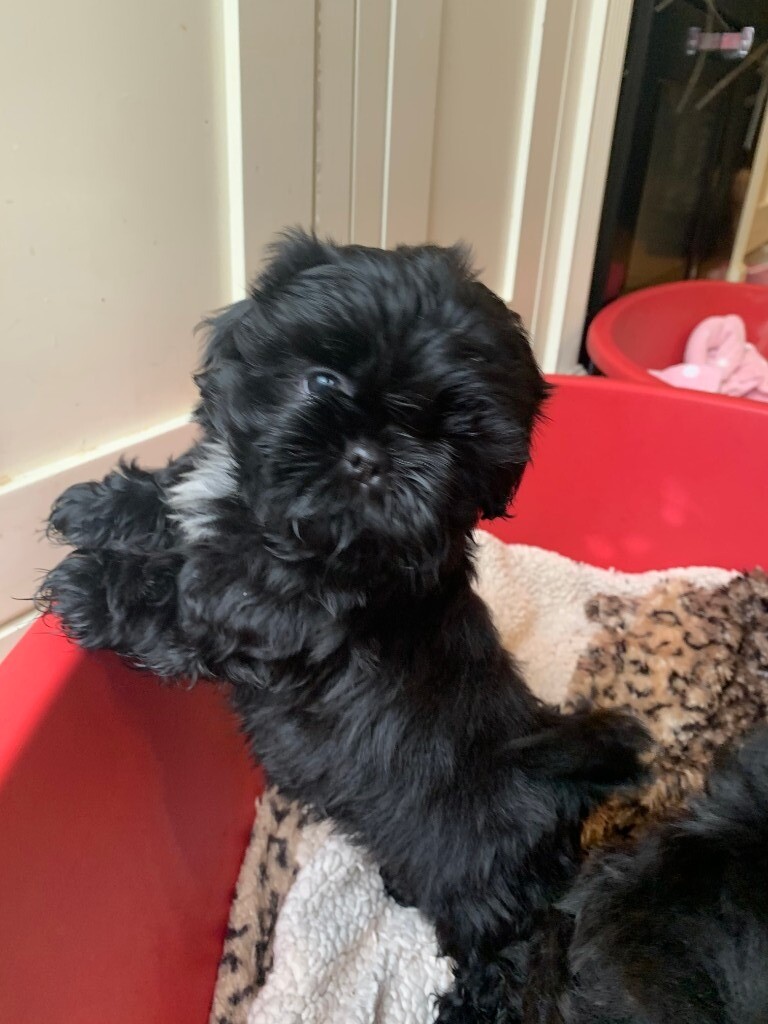 shih tzu for sale gumtree